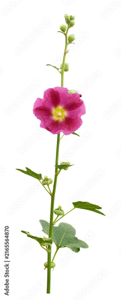 Fototapeta premium Pink Mallow flower^ buds and leaves isolated on white or transparent background