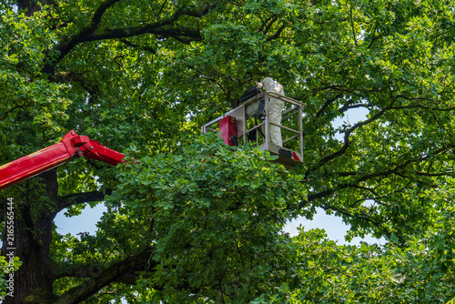 Professional worker in protective clothing treating trees from crane in city park. Caterpillar Control. Pest control, tree care, urban landscaping.