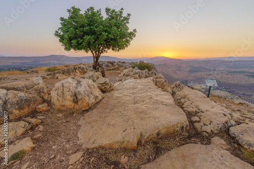 Lone carob tree sunset, Mount Arbel