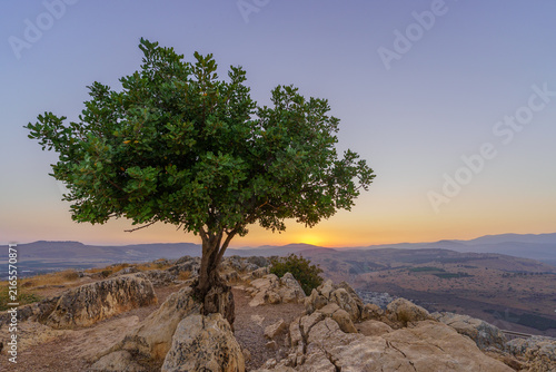 Lone carob tree sunset, Mount Arbel