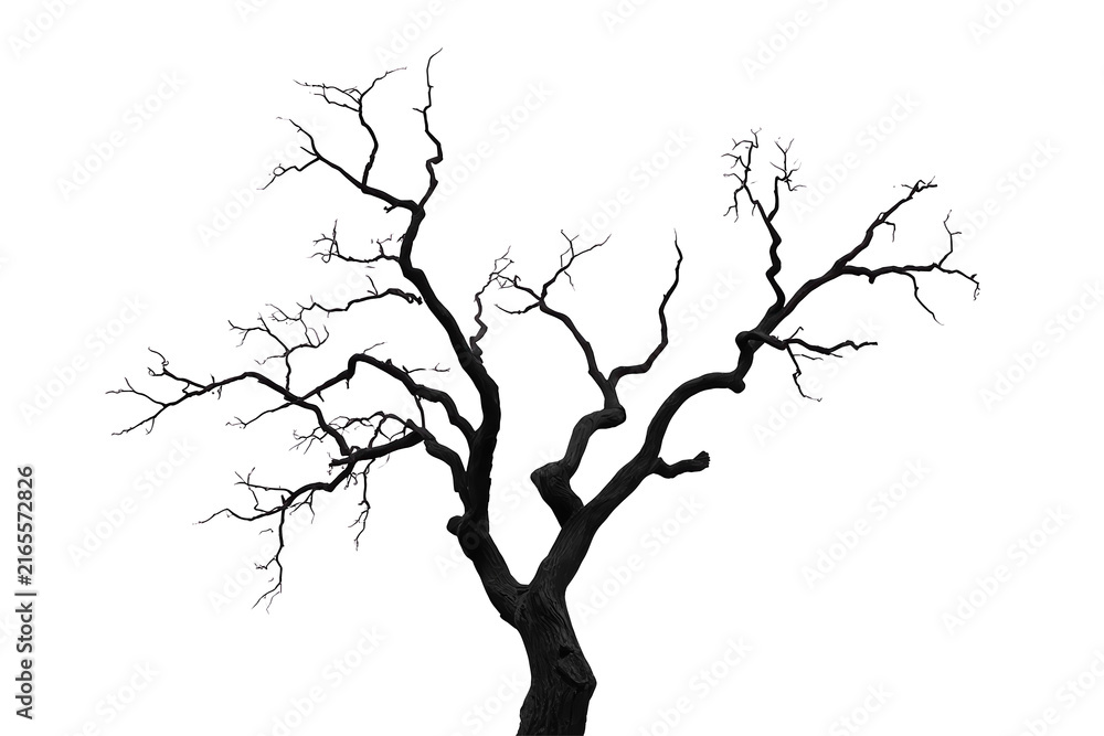 Fototapeta premium Leafless dark tree with twisting bare branches