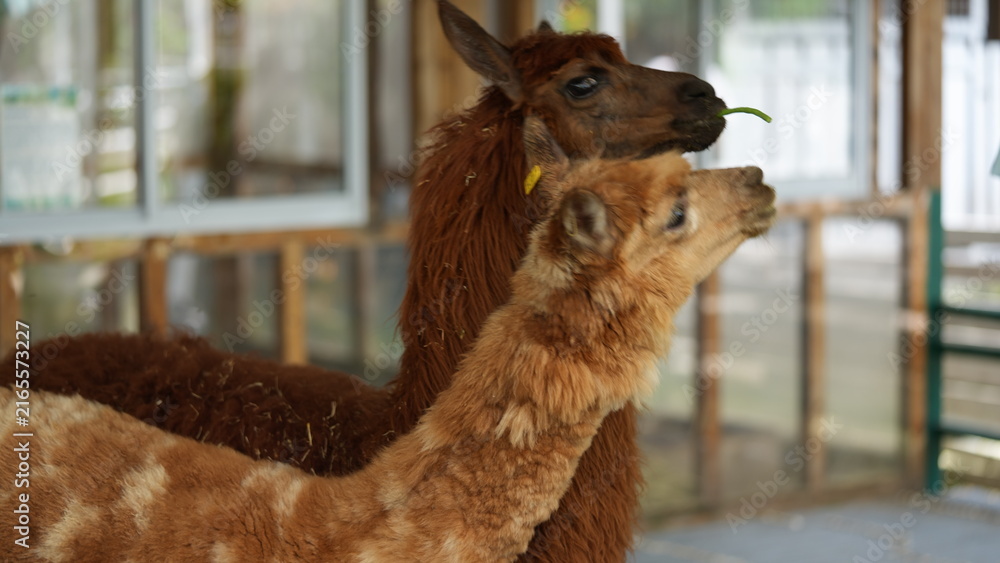 Naklejka premium Two adorable alpacas enjoying a snack in an enclosure