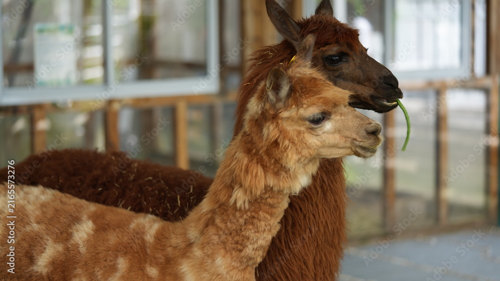 Fototapeta premium Adorable Alpacas Enjoying a Meal Together