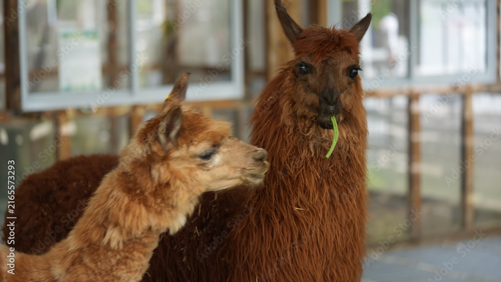 Naklejka premium Two Adorable Alpacas Sharing a Moment at the Farm