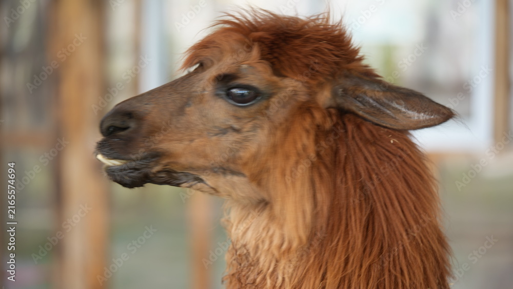 Naklejka premium Close-up profile of a fluffy brown alpaca