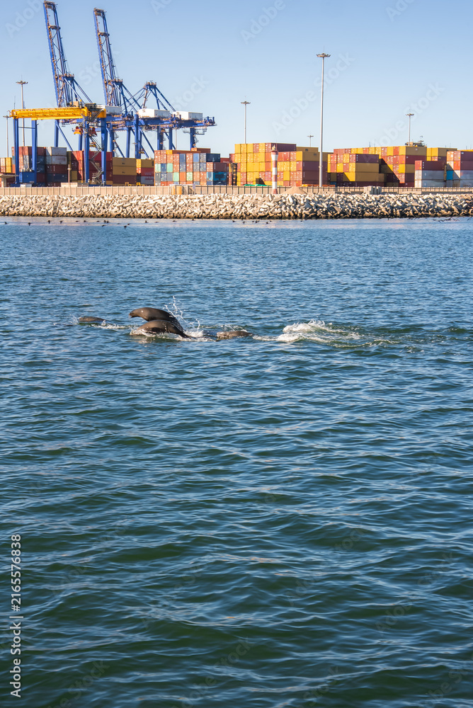 Naklejka premium Dolphins swim and surface in ocean water in front of the commercial container terminal with cranes and cargo at Walvis Bay harbor in Namibia.