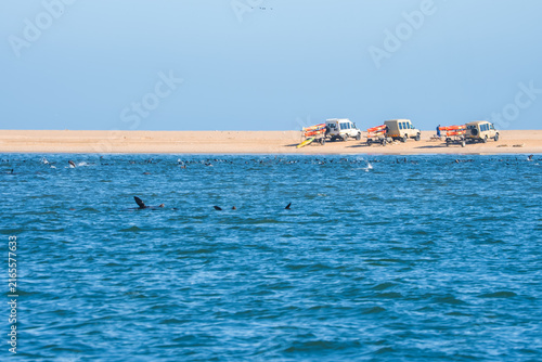Photography Cape fur seals swim in the ocean waters near safari vehicles parked along the sandy coastal shore of Pelican Point in Walvis Bay, Namibia on a clear day