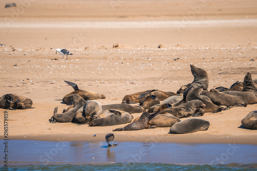Bild auf Leinwand A group of Cape fur seals recline on the sandy ocean coast with seabirds resting nearby under the sunshine along the shoreline in Namibia