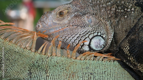Detailed Portrait of a Majestic Green Iguana