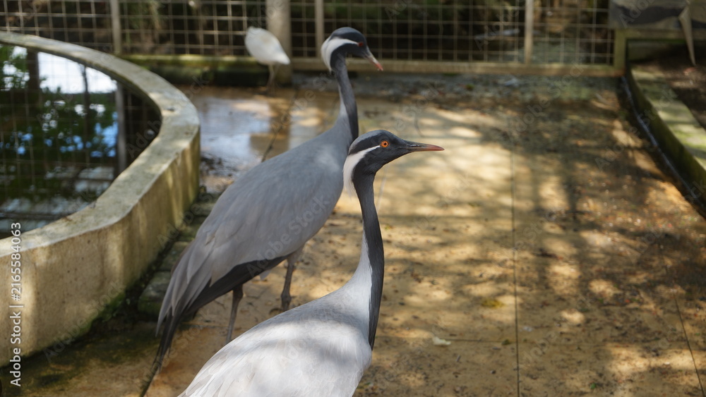 Naklejka premium Elegant Demoiselle Cranes gracefully stand near water