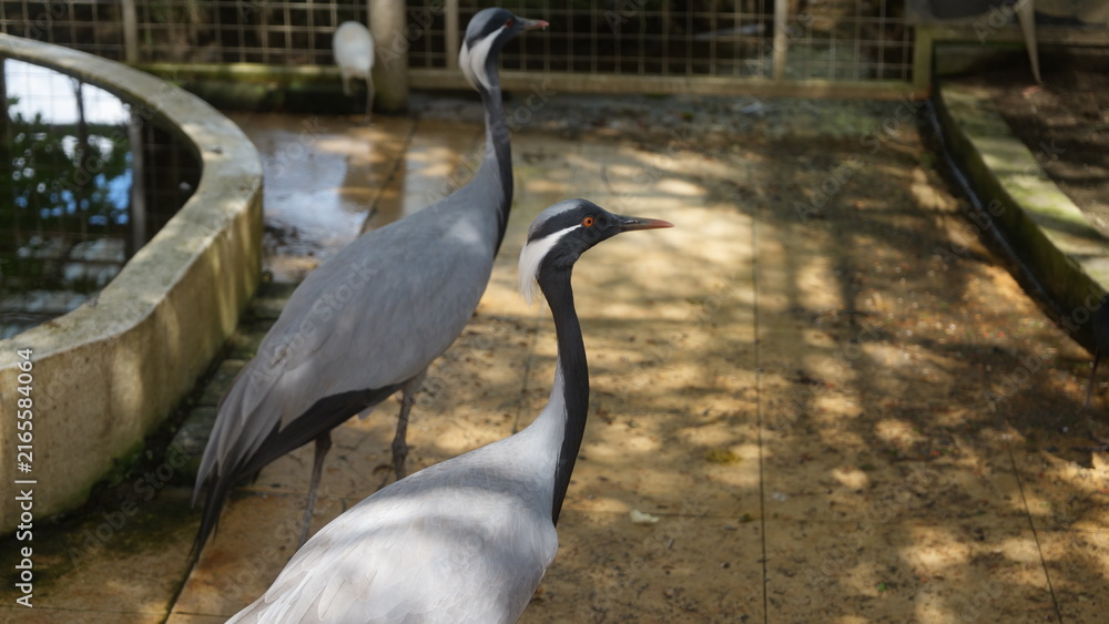 Naklejka premium Graceful Demoiselle Cranes at a Wildlife Sanctuary