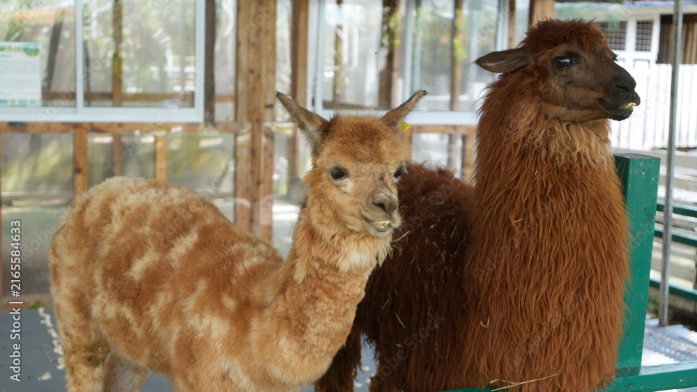 Obraz premium Two fluffy alpacas relaxing in an outdoor farm enclosure