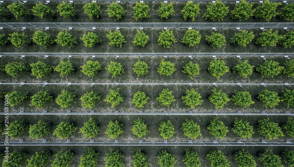 Fototapeta premium Aerial view of rows of green trees in a nursery plantation