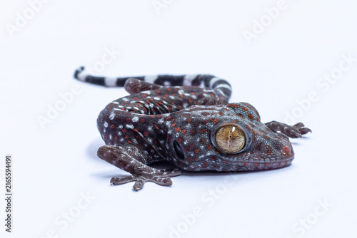 Quadro su tela Colorful Tokay Gecko Gekko gecko Isolated on White Background, Tokay Gecko with
