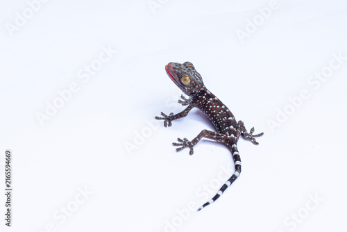 Foto Colorful Tokay Gecko Gekko gecko Isolated on White Background, Tokay Gecko with