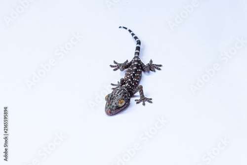 Foto Colorful Tokay Gecko Gekko gecko Isolated on White Background, Tokay Gecko with