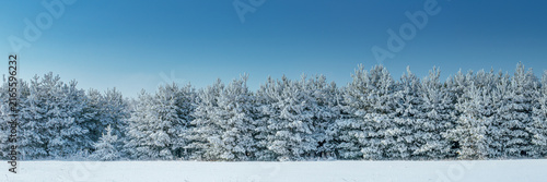 Snow covered pine trees under blue sky in winter forest with copy space