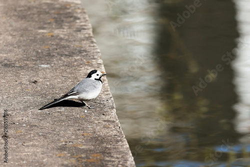 Foto White wagtail bird standing on concrete parapet