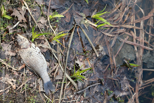 Dead fish on muddy ground with dry reeds
