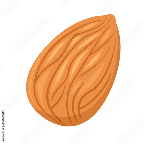 Single almond nut, isolated vector illustration.