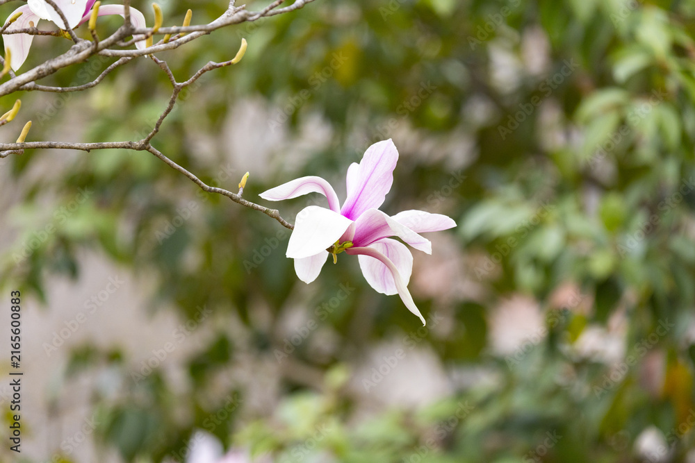 Fototapeta premium Pink Magnolia Blossom on Branch with Soft Garden Background