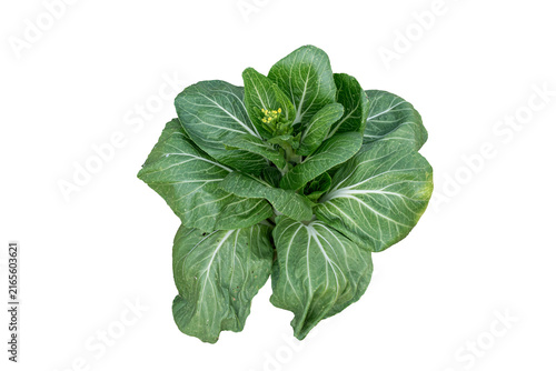 Foto Green Bok Choy Vegetable Isolated on White Background, Pak Choi Chinese Cabbage