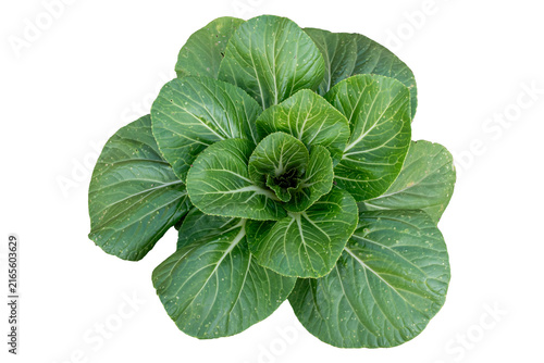 Green Bok Choy Vegetable Isolated on White Background, Pak Choi Chinese Cabbage Isolated on Clean White Background, Brassica rapa subsp