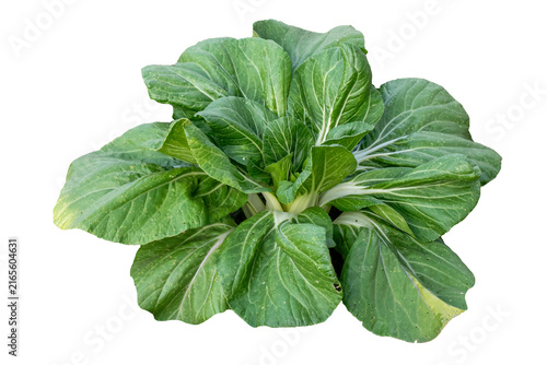 Fotografía Green Bok Choy Vegetable Isolated on White Background, Pak Choi Chinese Cabbage