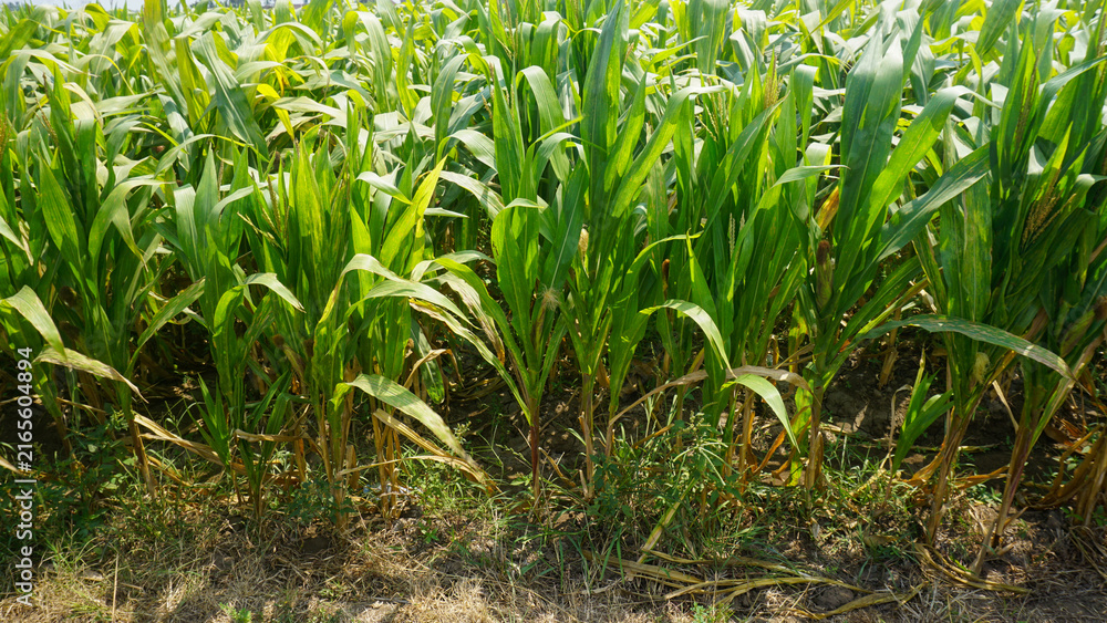 Fototapeta premium Lush Green Corn Field Plants Growing in Agricultural Farm
