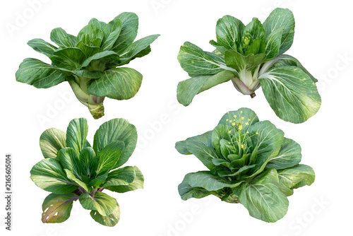 Green Bok Choy Vegetable Isolated on White Background, Pak Choi Chinese Cabbage Isolated on Clean White Background, Brassica rapa subsp
