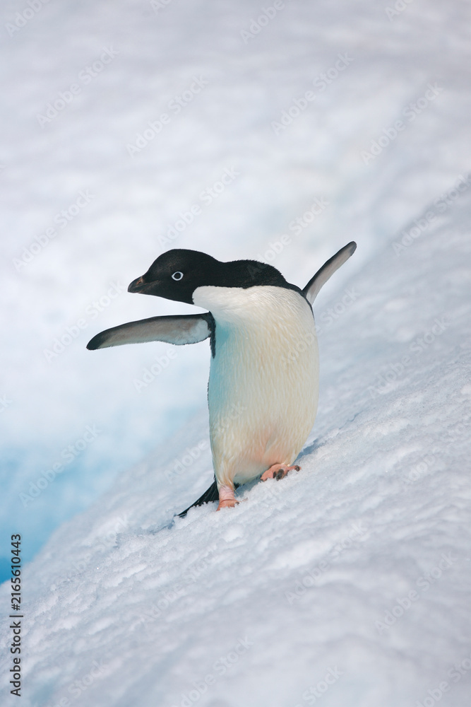 Fototapeta premium Adelie penguin balancing on an iceberg near Antarctica