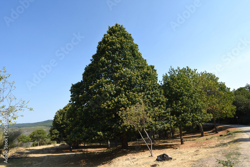 typical chestnut trees in the Village of Santa Cruz de los Cuerragos (ethnographic complex), Zamora province, Castile and Leon, Spain