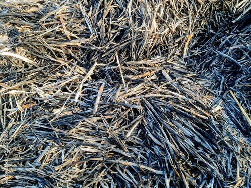 Fotografía The remains of burnt straw.