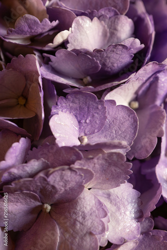 Extreme macro shot of delicate purple hydrangea flower petals with fine water droplets and soft natural lighting creating a rich floral texture.