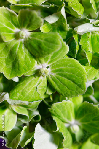 Extreme macro shot of vibrant green hydrangea petals displaying detailed leaf veins, delicate texture, and rich natural botanical elements