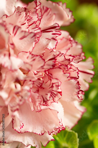 Macro photo of fresh pink carnation flowers with distinct red edges on frilled petals, highlighted by gentle sunlight and tiny water droplets.