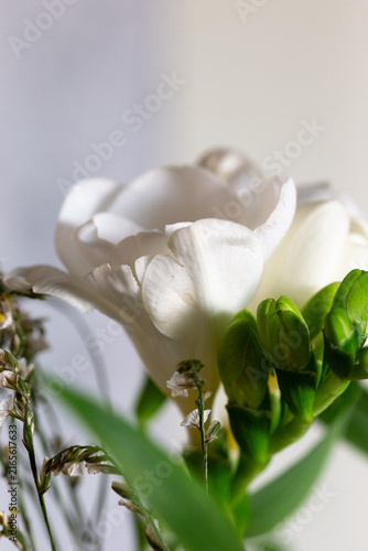 Detailed close up shot of a delicate white freesia flower blossom and green unopened buds illuminated by soft directional light against a neutral background.
