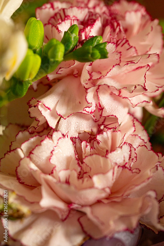 Macro photo of fresh pink carnation flowers with distinct red edges on frilled petals, highlighted by gentle sunlight and tiny water droplets.