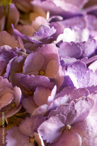 Extreme macro shot of delicate purple hydrangea flower petals with fine water droplets and soft natural lighting creating a rich floral texture.