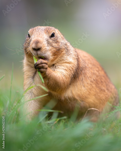 Prairie Dog Eating Grass in Natural Habitat - Close-up photograph of a prairie dog eating grass in a natural meadow, surrounded by soft green vegetation and a blurred background