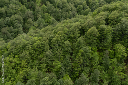 Wildlife landscape in Dilijan National Park in Armenia.