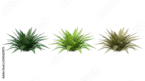 Drei isolierte Farne in verschiedenen Grüntönen und Reifegraden, angeordnet in einer Reihe vor einem rein weißen Hintergrund für botanische Designs oder landschaftsarchitektonische Visualisierungen.