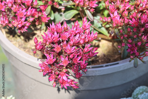 Sedum spurium 'Spot On Red', Close up group of  dramatic red / pink alpine ice plant flowers in summer. 