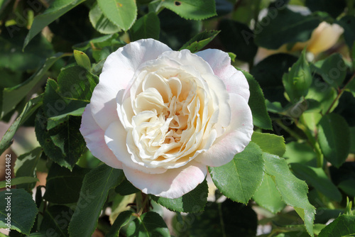 Canvastavla Rosa 'Sun Life'. Close up of pale yellow pink double rose.