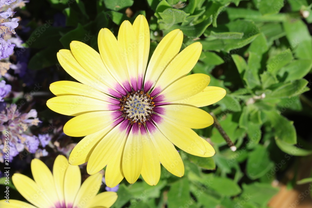 Fototapeta premium Dimorphotheca ecklonis [Serenity Blue Eyed Beauty] ('Balostlueye') (Serenity Series). Close up of yellow african daisy flower with deep purple blue eye. Synonym Osteospermum