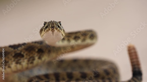 Prairie rattlesnake or Great Plains rattlesnake (Crotalus viridis) in defensive strike position, a venomous pit viper species native to the western United States, southwestern Canada, and Mexico