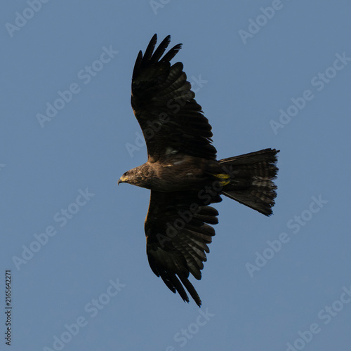 Cuadro en lienzo Black kite (Milvus migrans) in flight