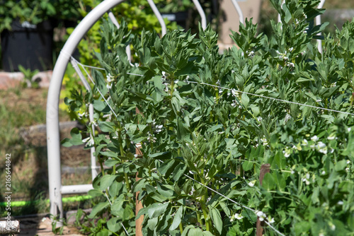 Green broad bean plant growing in a garden row