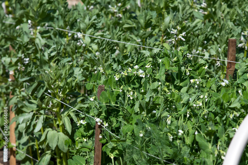 Green broad bean plant growing in a garden row