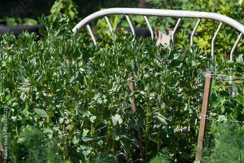 Green broad bean plant growing in a garden row